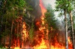 Памятка Как вести себя в лесу при лесном пожаре