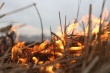 В Архангельской области начались низовые пожары из-за палов прошлогодней травы