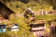 Котласское общество пчеловодов сообщает о торжественном мероприятии